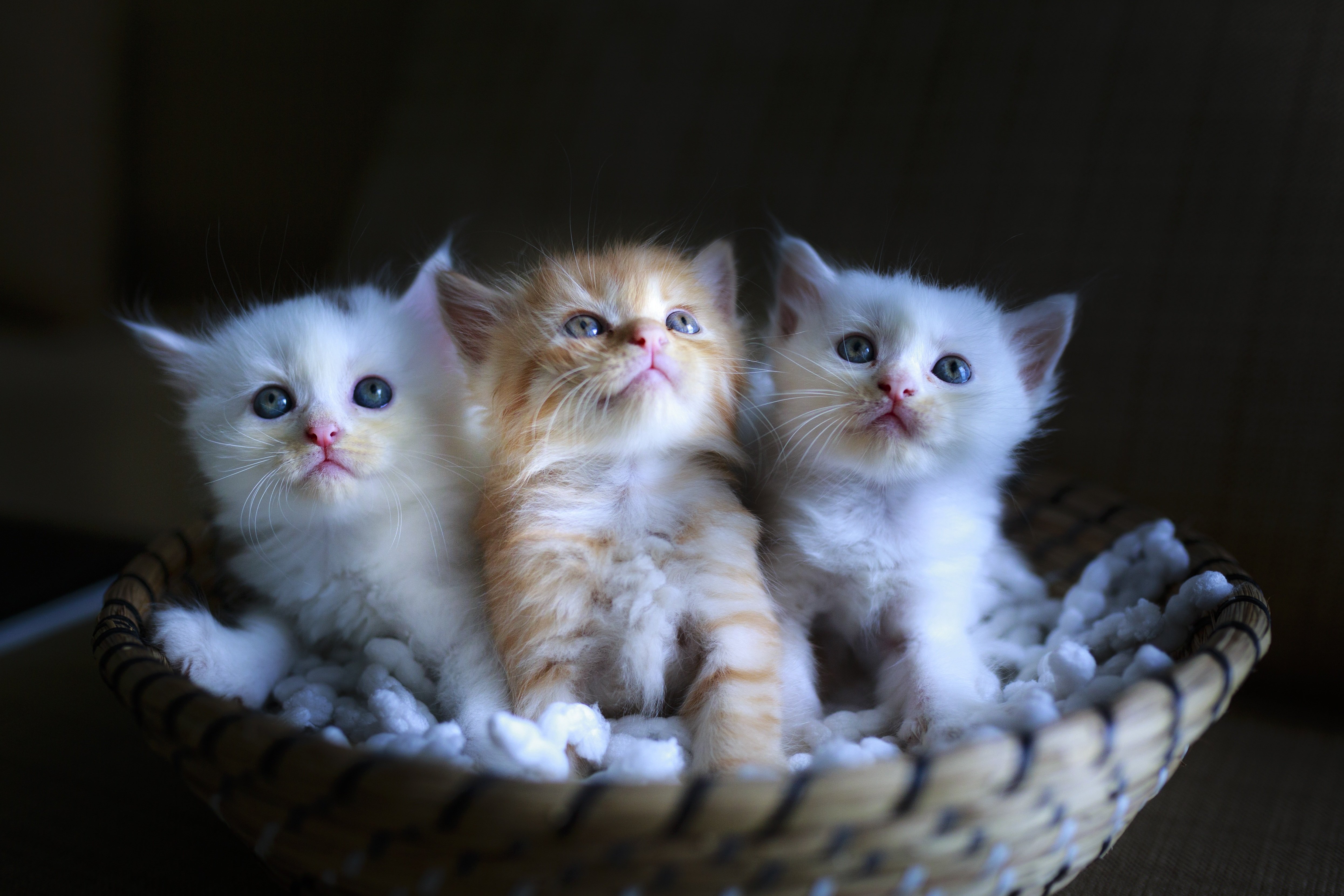 Рождающие котята. Милые котята. Маленькие котята пушистые. Милые кошечки. Красивые пушистые котята.