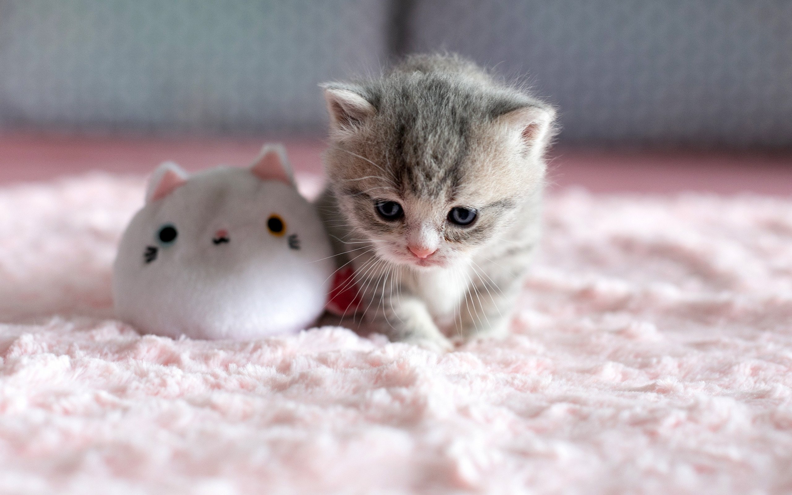 красивые картинки маленькие котики