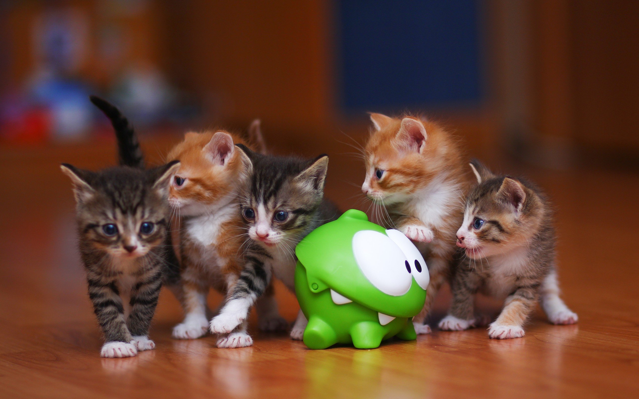 картинки маленьких кошек