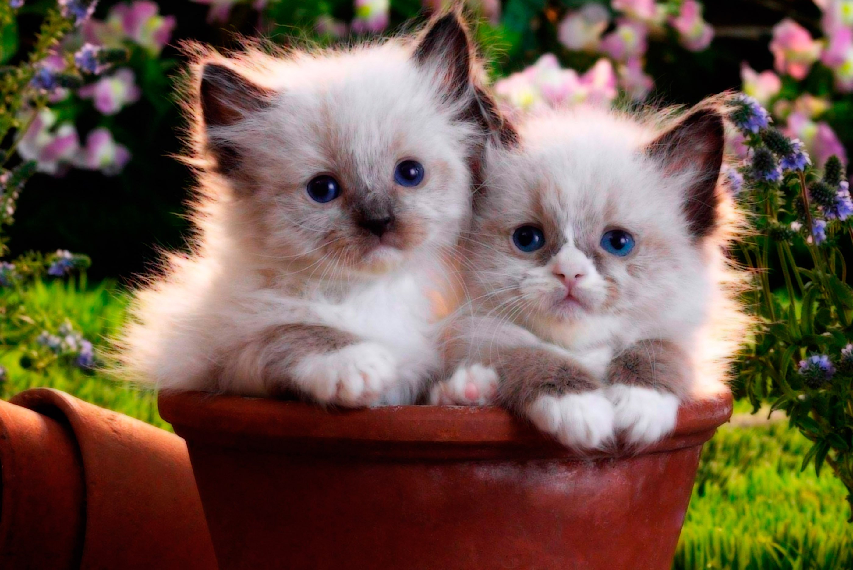 Про кошек купить. Красивые котята. Милые кошки. Красивые кошечки. Котята милые и пушистые.