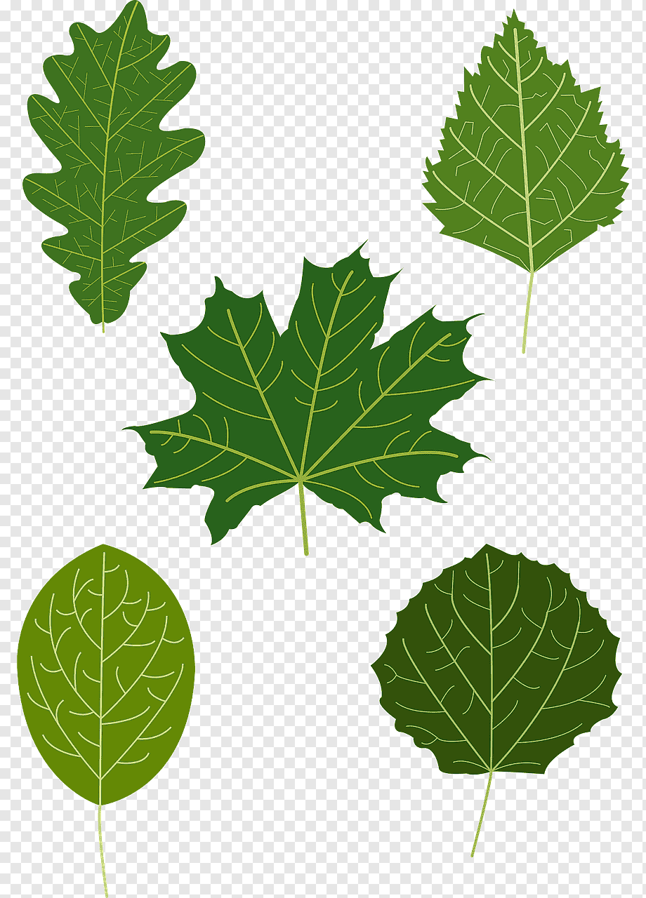 фото различных листьев деревьев