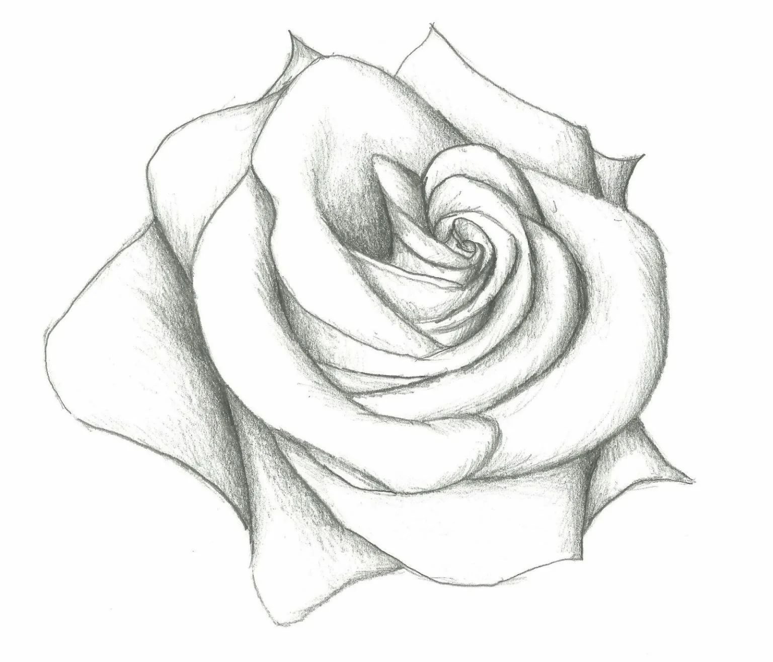 Картинки для срисовки легкие. Роза карандашом. Картинки розы для срисовки. Рисунок розы для срисовки. Картинки карандашом лёгкие и красивые.