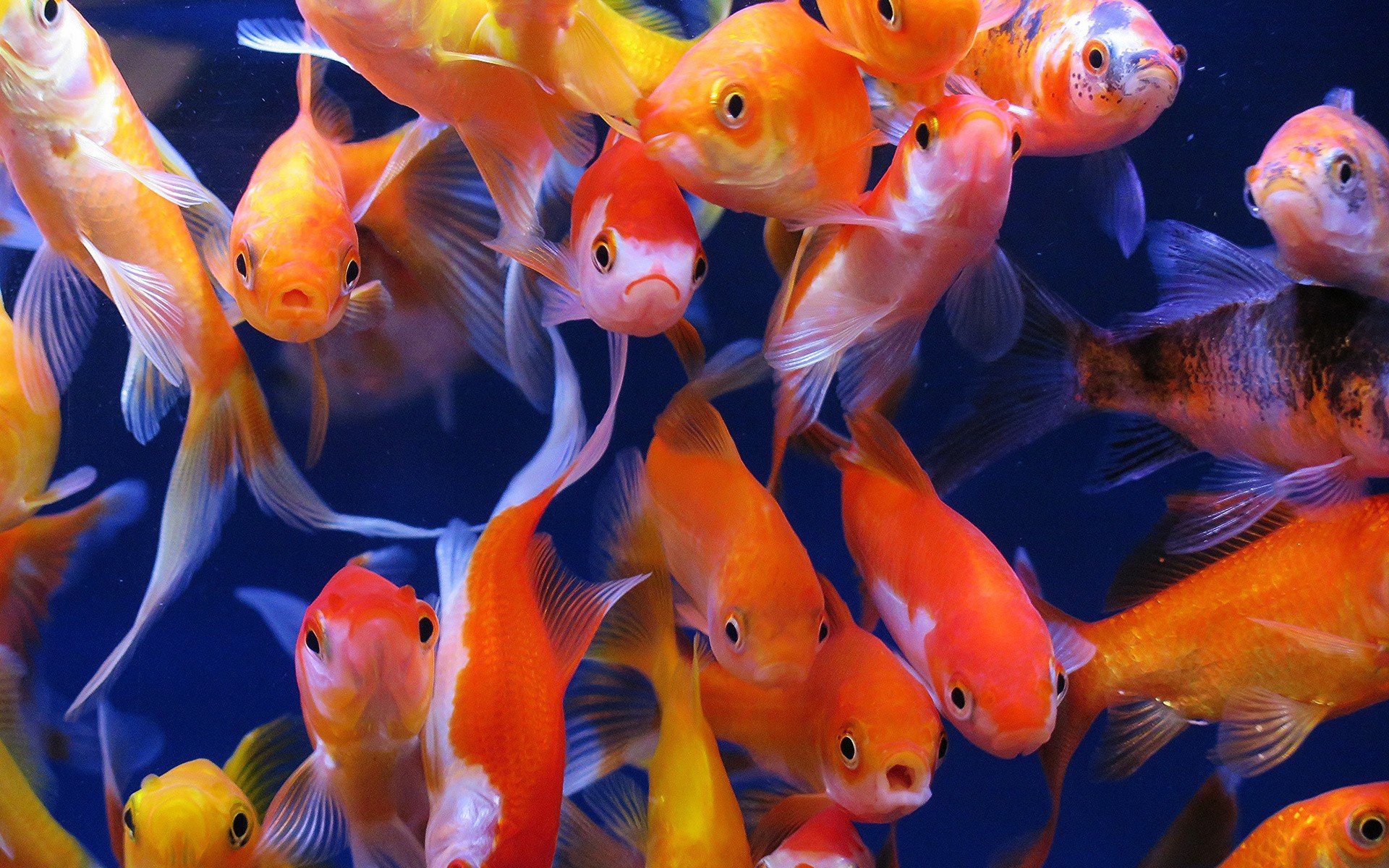 рыбки для аквариума виды фото