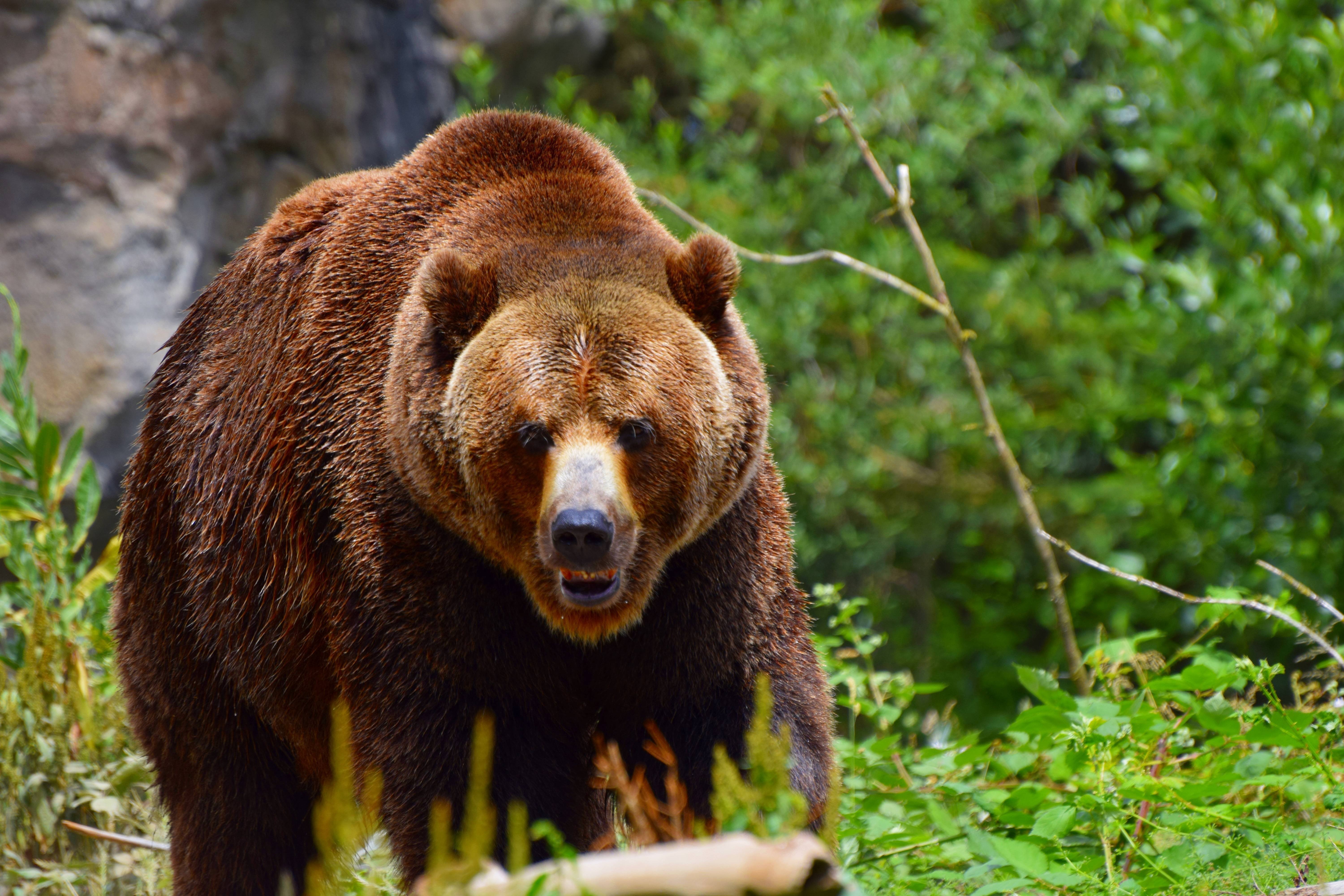 Медведь. Бурый медведь. Бурый медведь в Якутии. Аляскинский бурый медведь. Сибирский бурый медведь.