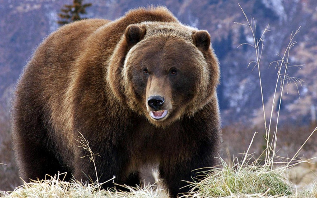 взрослый медведь фото