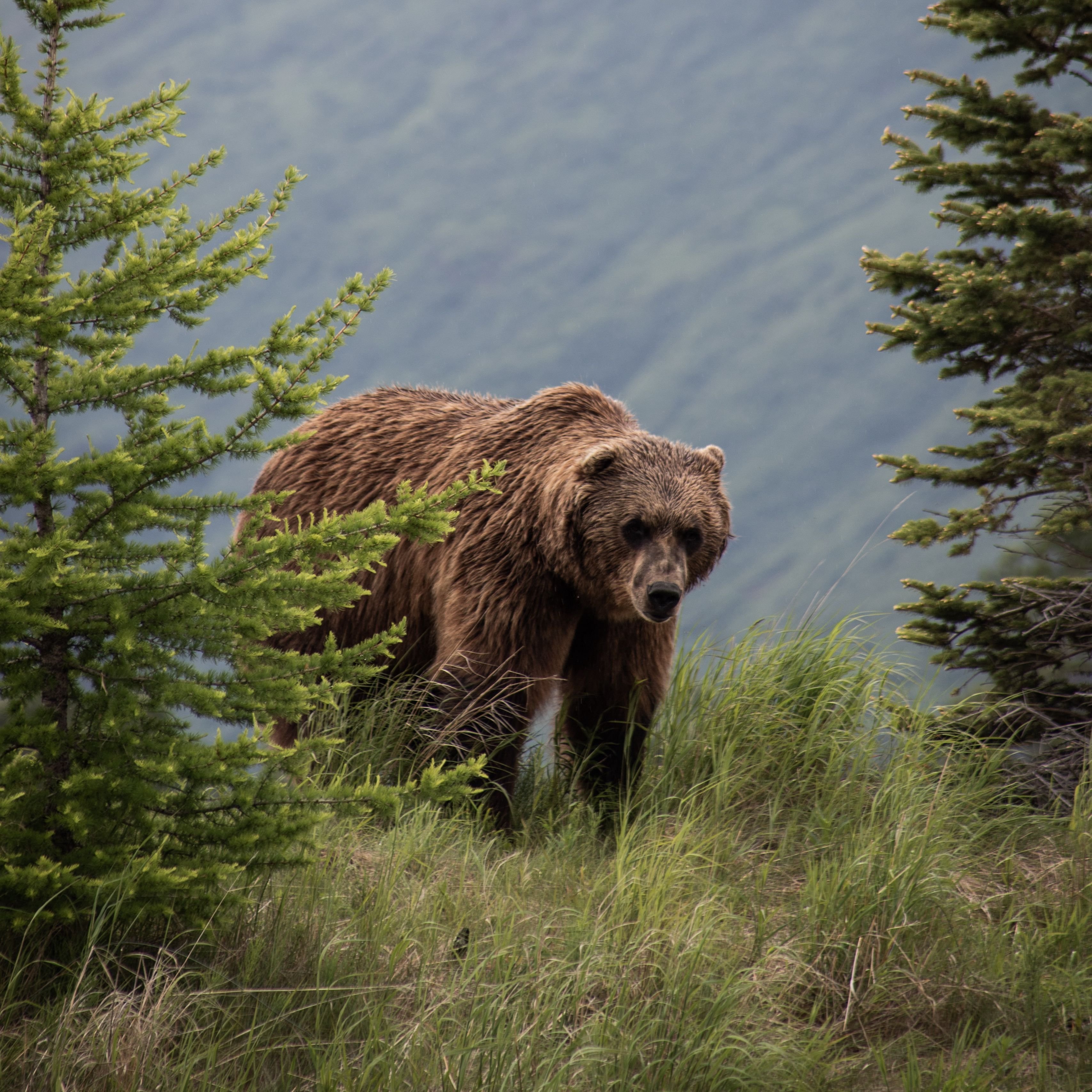 фотографии медведей в природе