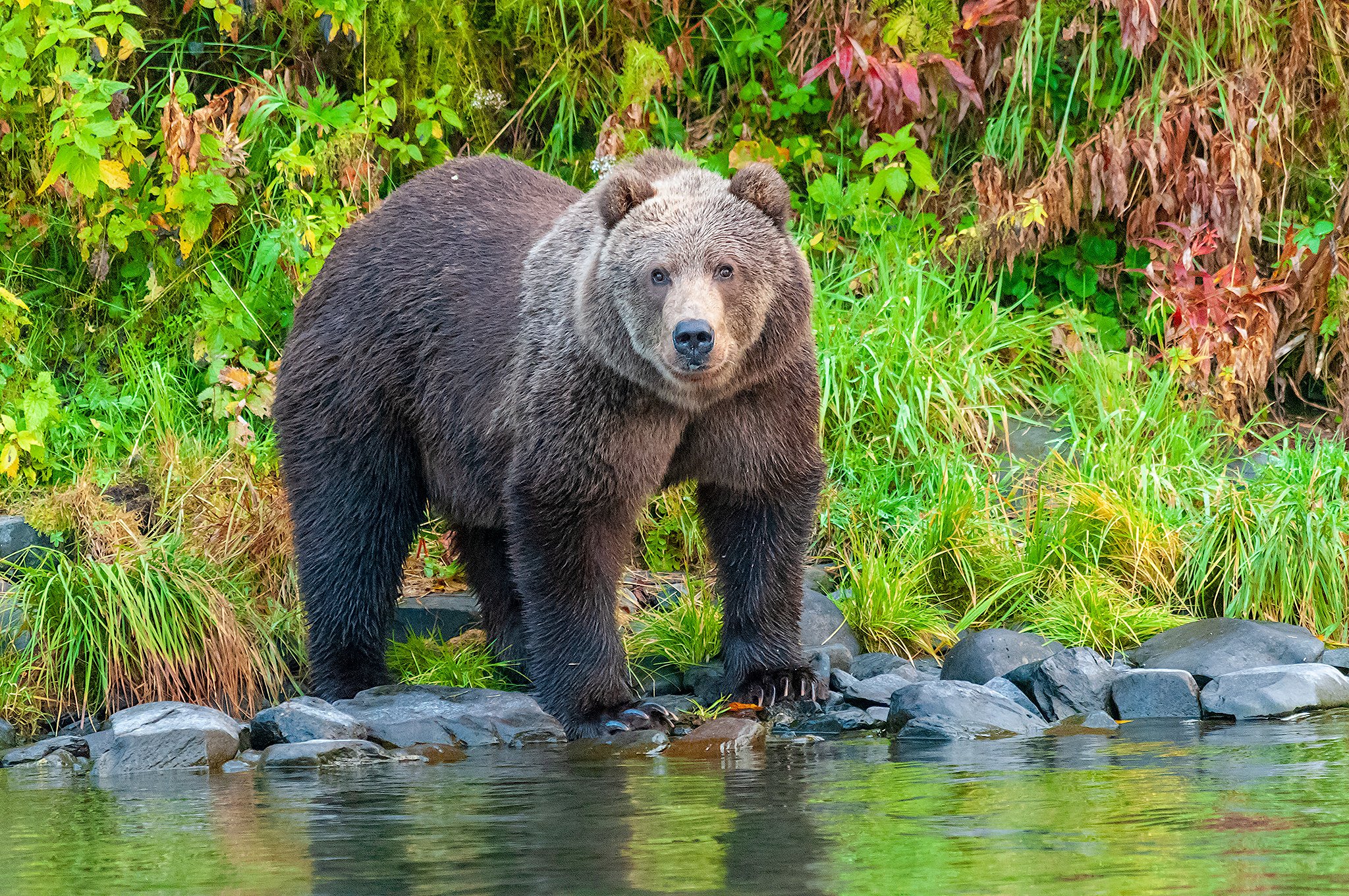 Ч бурый медведь. Аляскинский бурый медведь. Сибирский бурый медведь. Бурый медведь обыкновенный.. Бурый медведь (Ursus arctos).