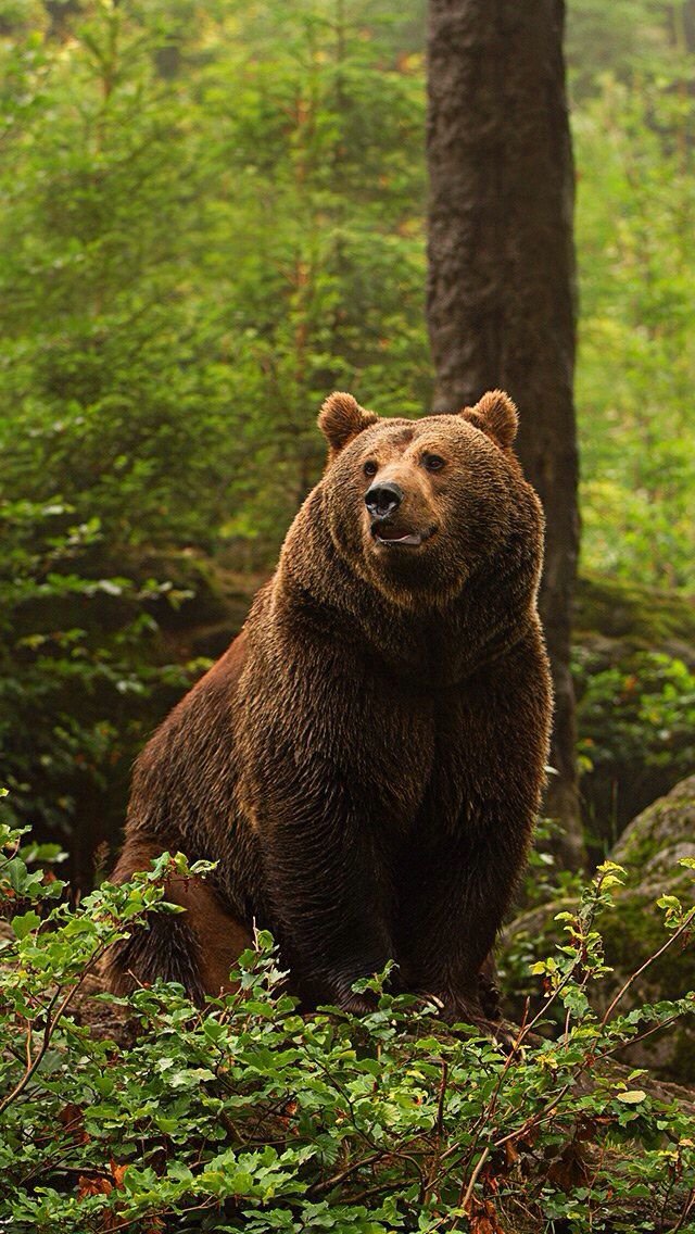 Сибири буро. Северная Америка медведь Гризли. Тянь-шаньский бурый медведь. Алясский бурыймедведь. Аляскинский бурый медведь.