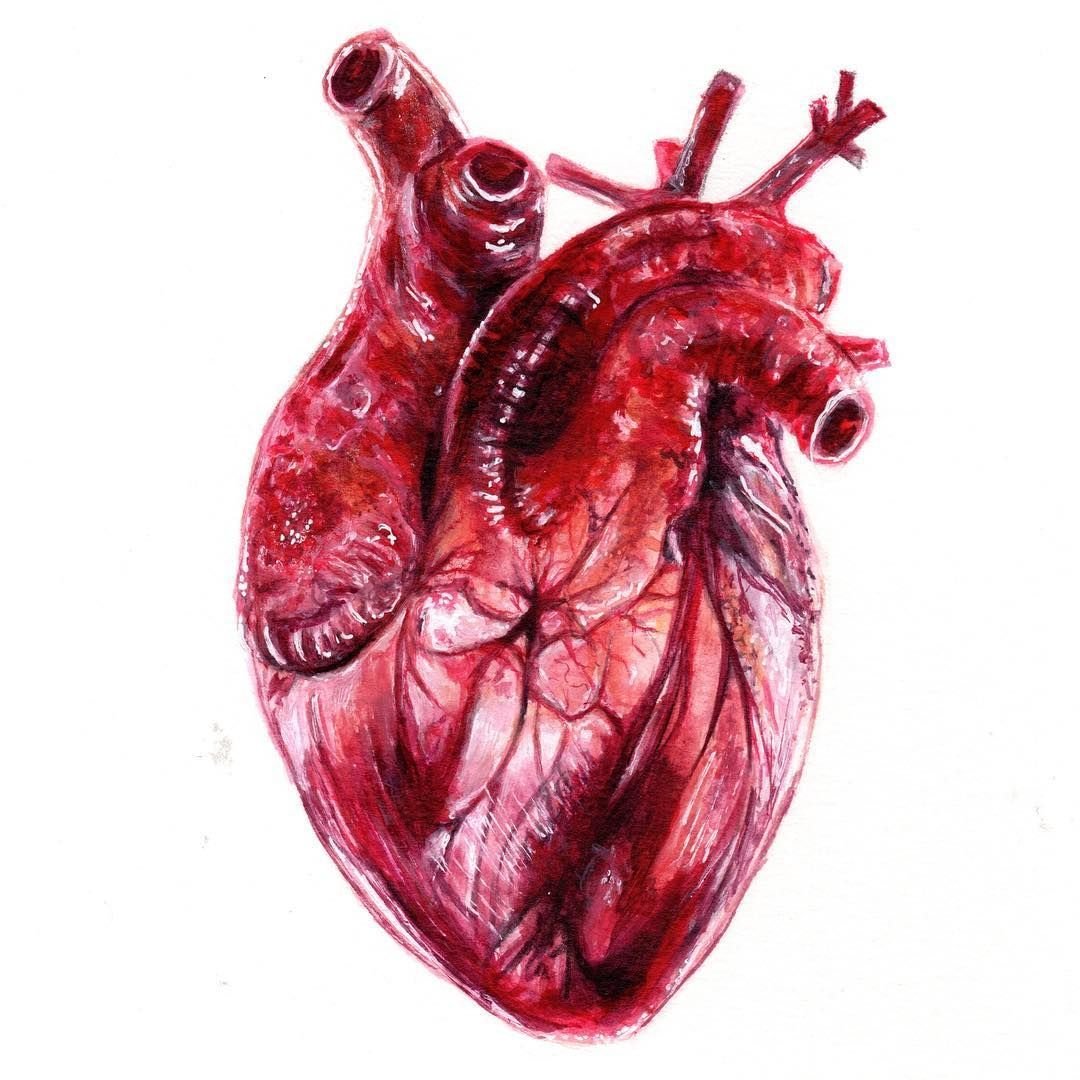 фото человеческого сердца
