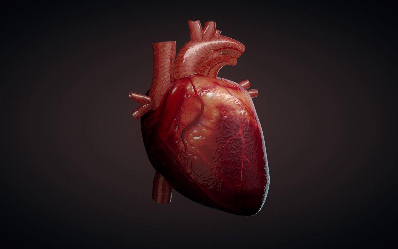 фото человеческого сердца