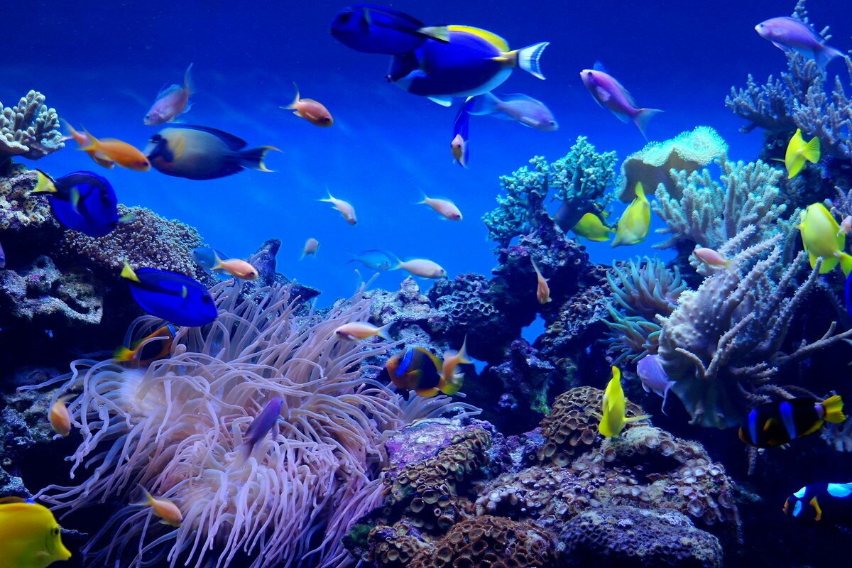 Мир морских глубин. Подводный мир океана. Морской мир. Морские глубины. Мировой океан под водой.