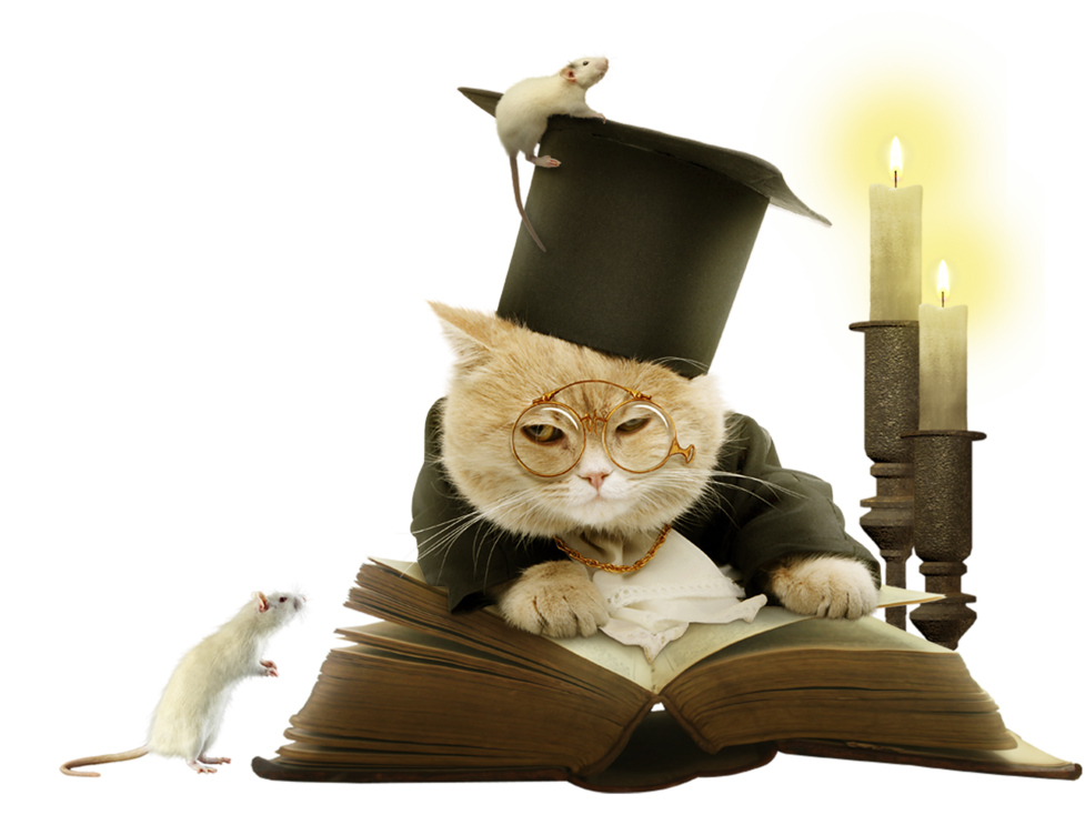 Книги ученый кот. Кот ученый. Умный кот. Котик с книжкой. Кот ученый с книжкой.