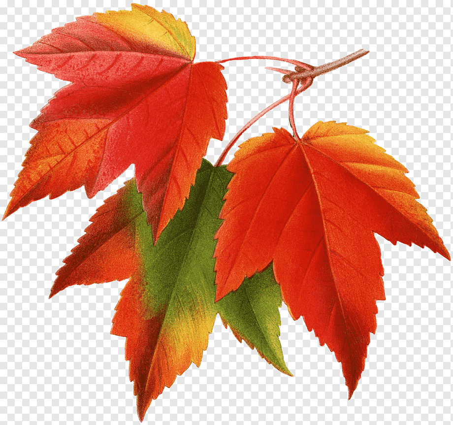 разноцветные листья картинки