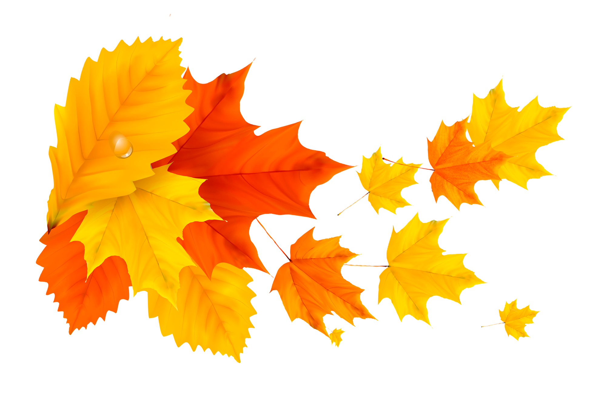 Картинки осенних листьев. Осенние листья. Осенний листок. Осенние листья на прозрачном фоне. Осенний Лис.