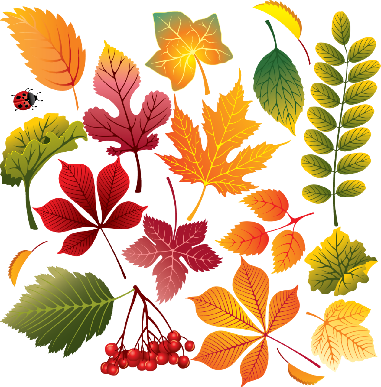 Картинки осенних листьев. Листики осенние. Листья деревьев. Листья деревьев осенью. Красивые осенние листочки.