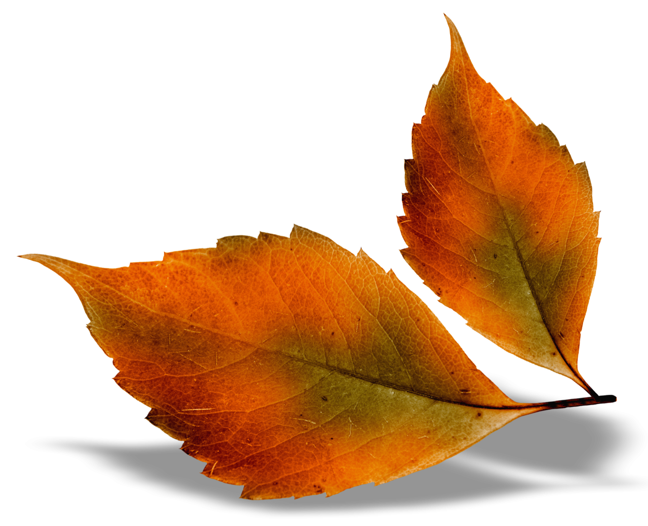 Осенние листья. Осенний листок. Осенние листочки. Листья на прозрачном фоне.