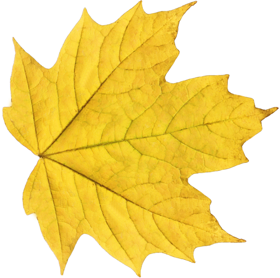 Картинки осенних листьев. Кленовый лист 20х20. Осенний кленовый лист. Осенний кленовый листок. Осенние кленовые листочки.