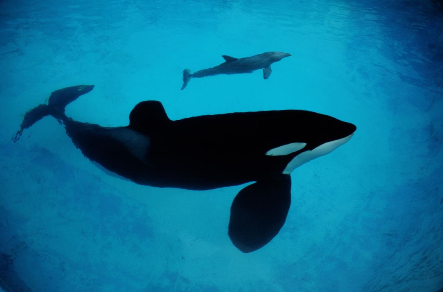 Какие отношения между китом и тунцом. Китообразный Дельфин. Кит и Дельфин. Китообразные кит Дельфин. Косатка.
