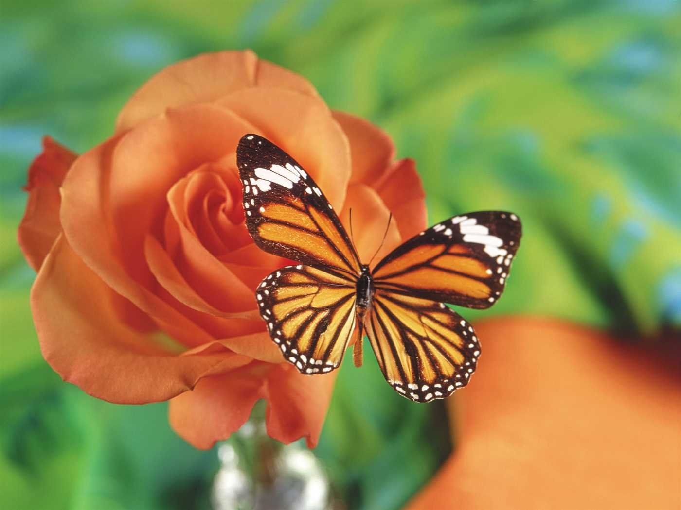 Красивые бабочки на цветах. Бабочки цветочки. Красивые бабочки. Бабочка на цветке.