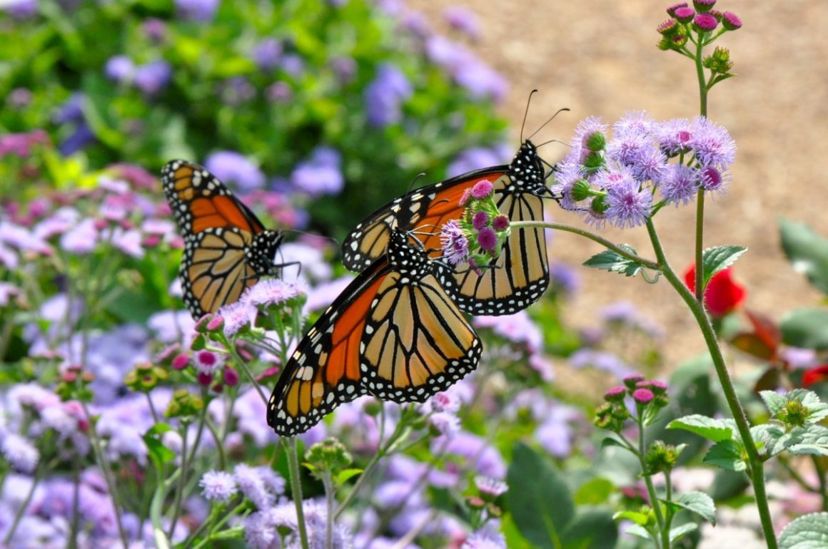 Красивые картинки с бабочками (40 фото)