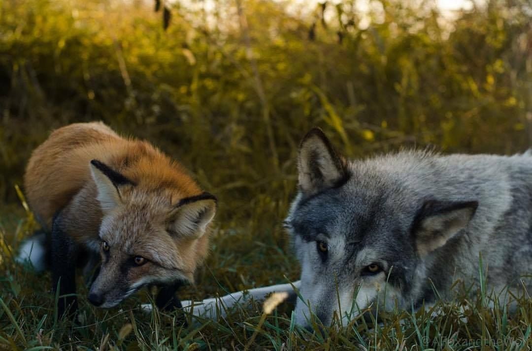 Лисы и волки в природе