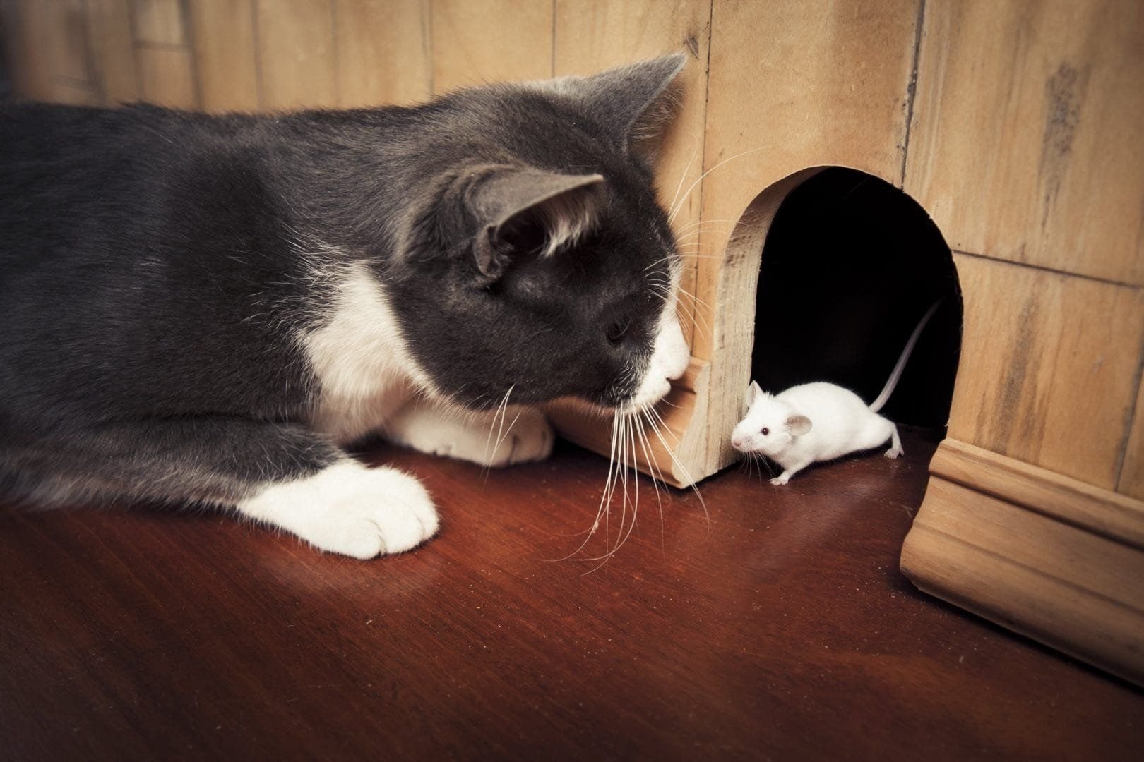 Кот и мыши