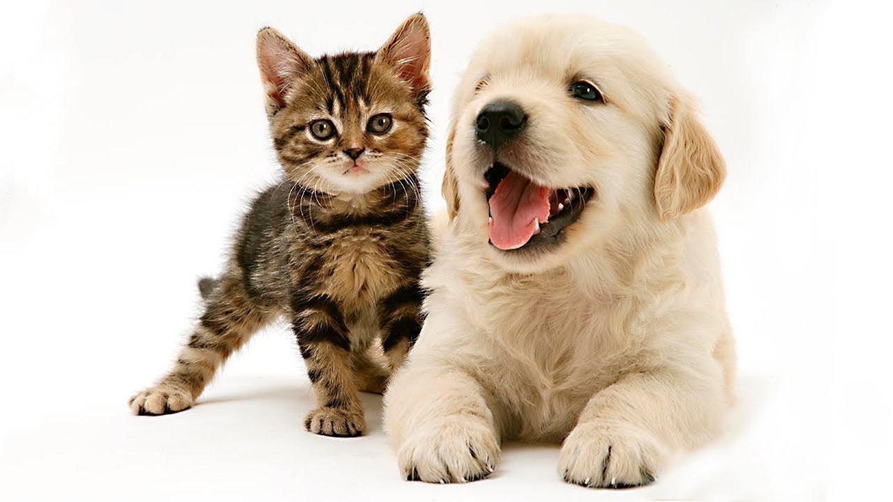 Картинки котят и щенят. Кошки и собаки. Собака и кошка вместе. Щенок и котенок. Красивые собаки и кошки.