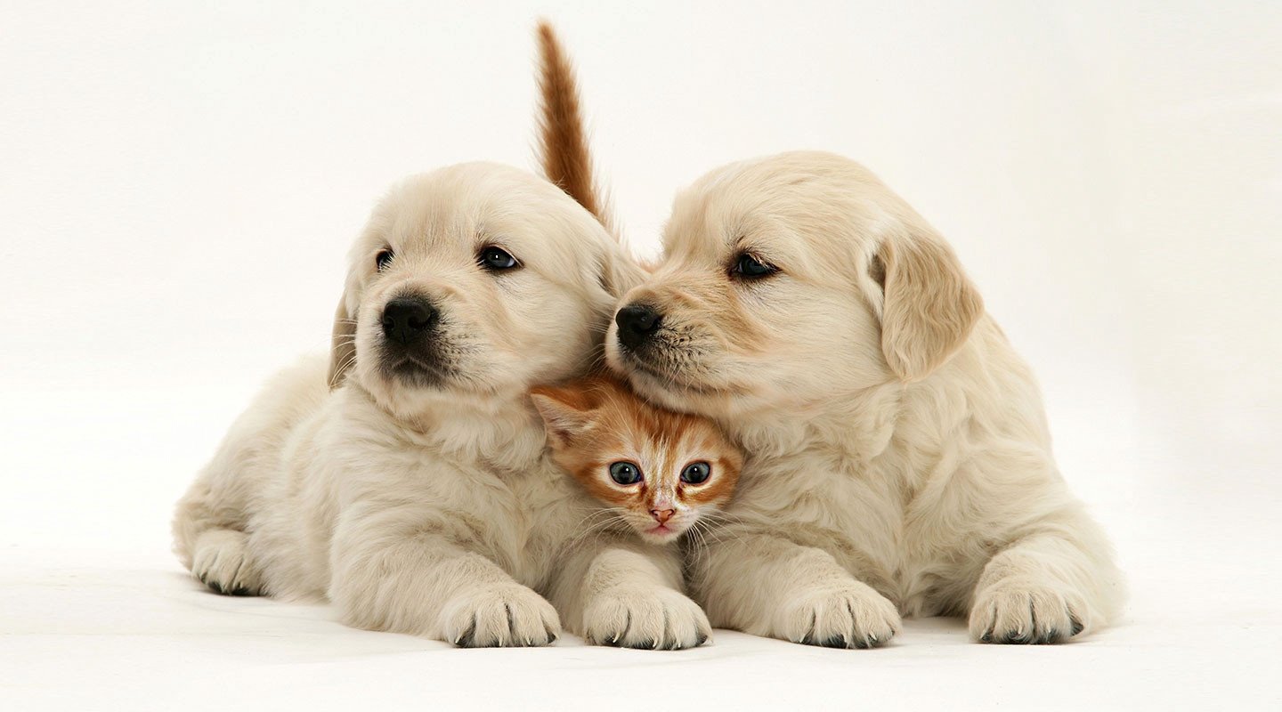 Картинки котят и щенят. Котики собачки. Щенок и котенок. Милые котики и собачки. Красивые собаки и кошки.