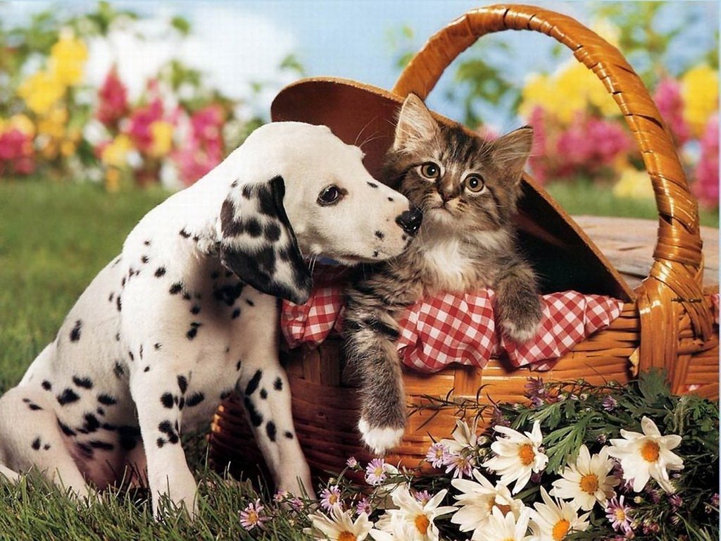 Картинки котят и щенят. Собачки и кошечки. Кошечка. Милые котики и собачки. Щенок и котенок.