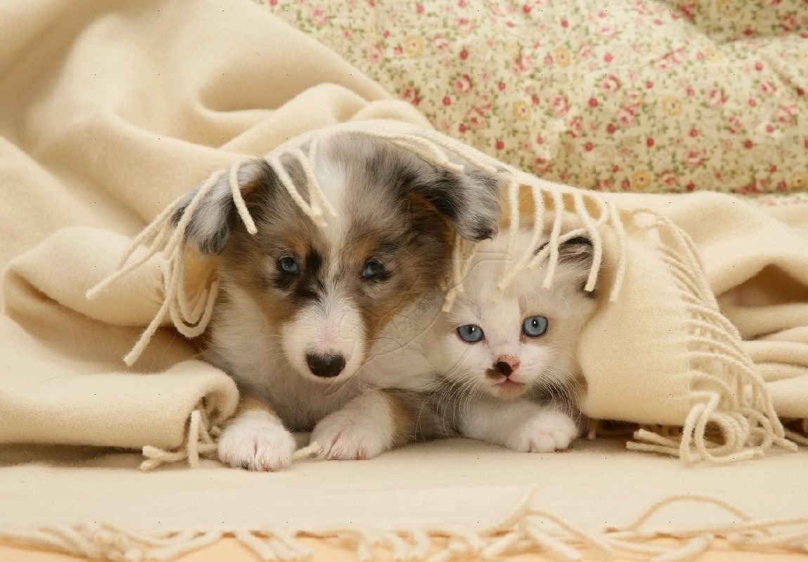 Картинки котят и щенят. Милые котята и щенки. Щенок и котенок. Милые собачки. Милые кошки и собаки.