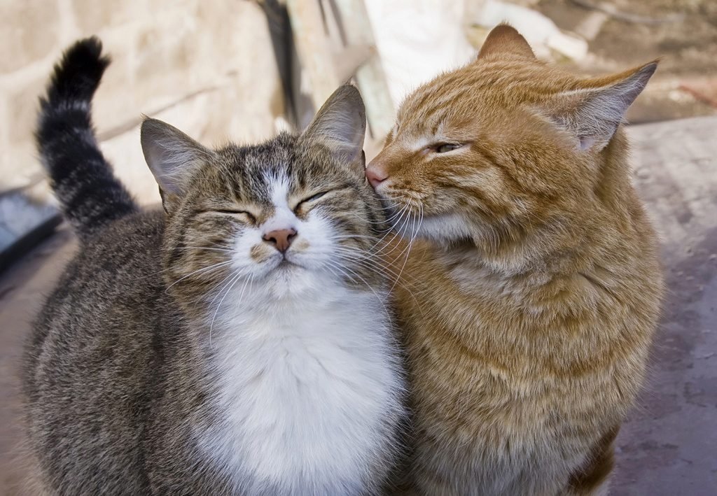 Картинки с любящими котиками. Влюбленные кошки. Два котика. Два кота. Парочка котов.
