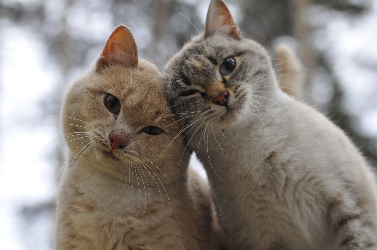 Хорошо посмотрим вместе. Кошки любовь. Два котика. Влюбленные коты. Красивые кошки.