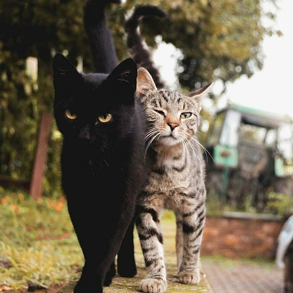 фото пар котов