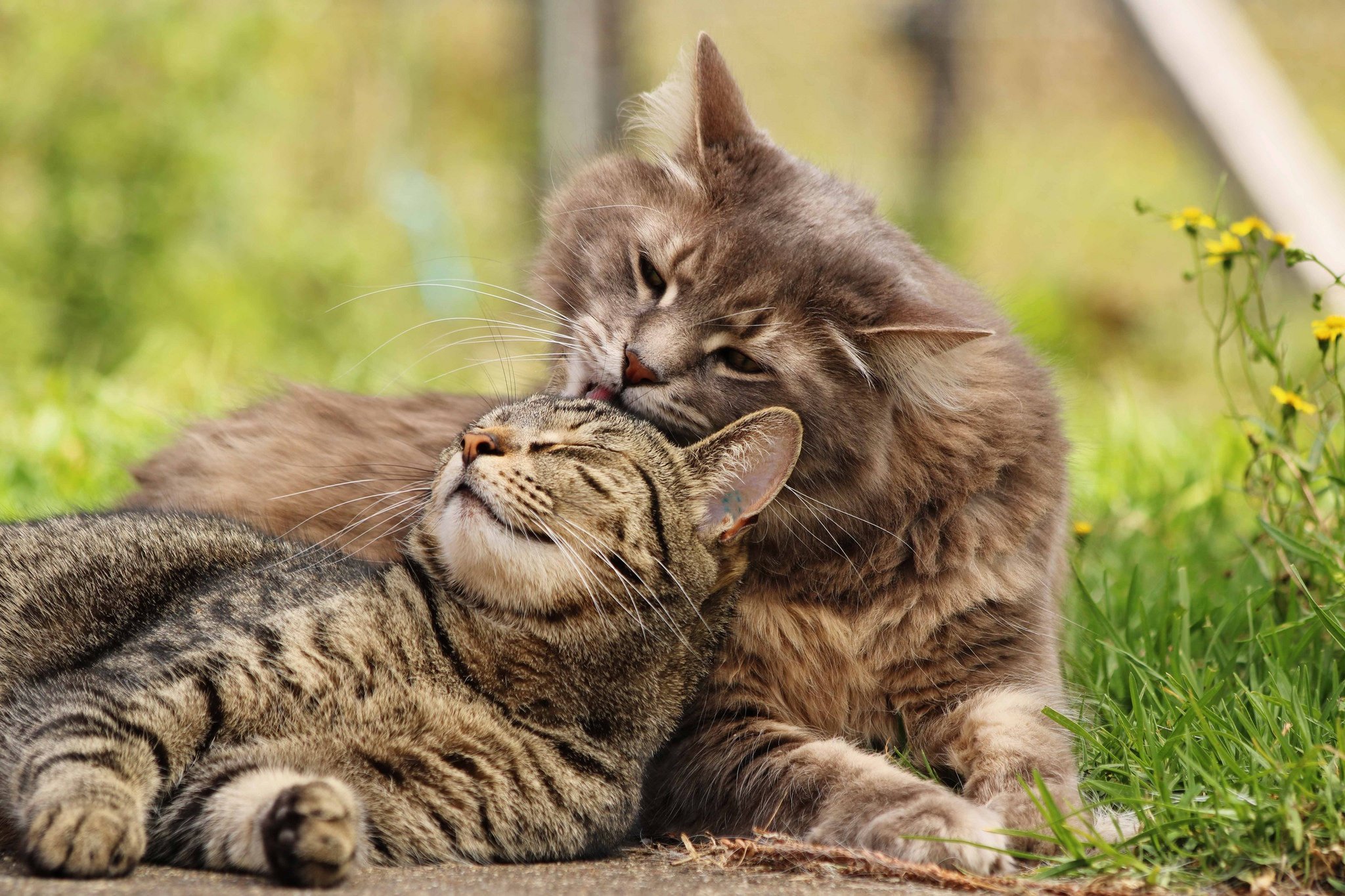 Love cat biz zera. Кошки любовь. Влюбленные кошки. Два кота. Кошки красивые две.