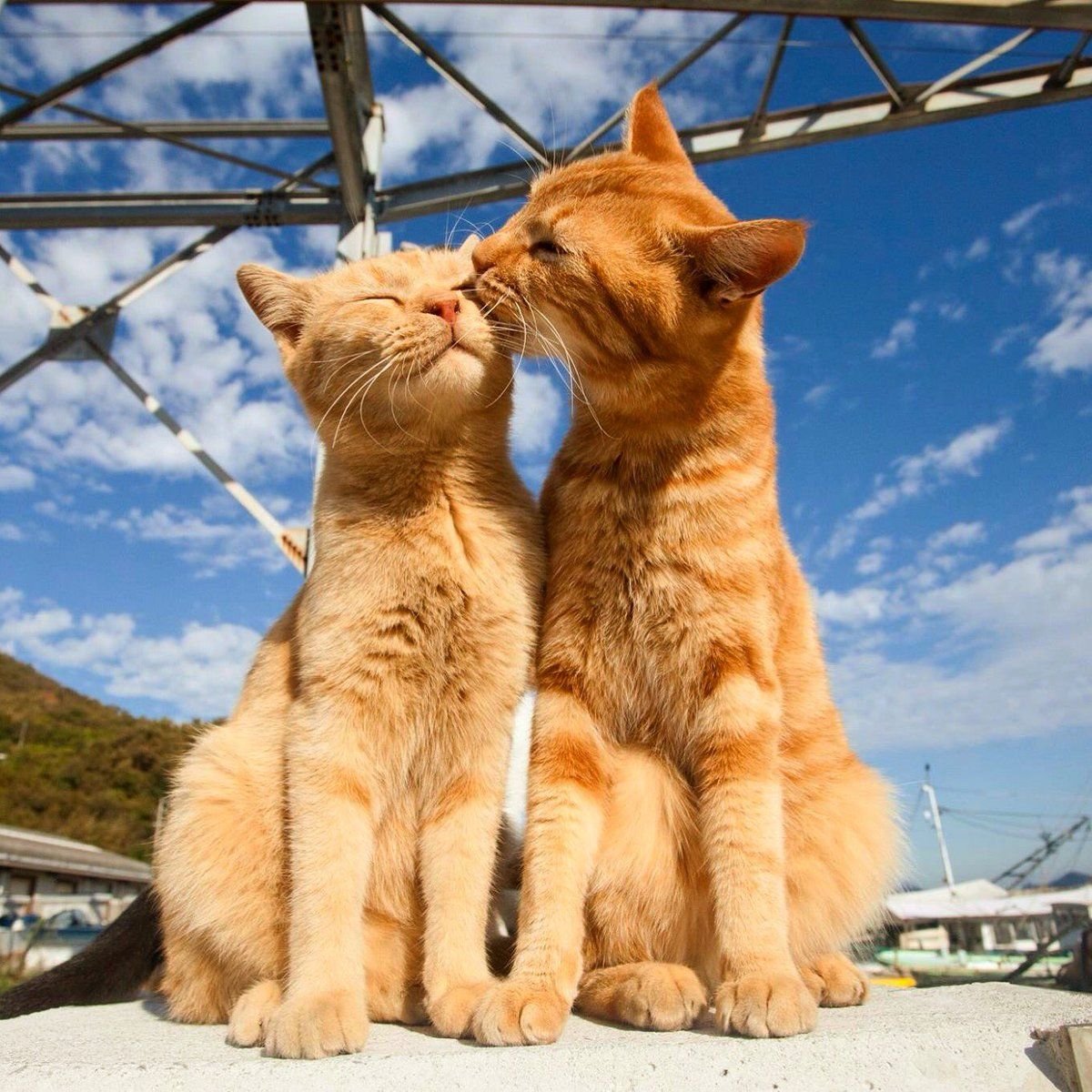 Картинки с любящими котиками. Влюбленные кошки. Котики любовь. Два котика. Кошки обнимашки.