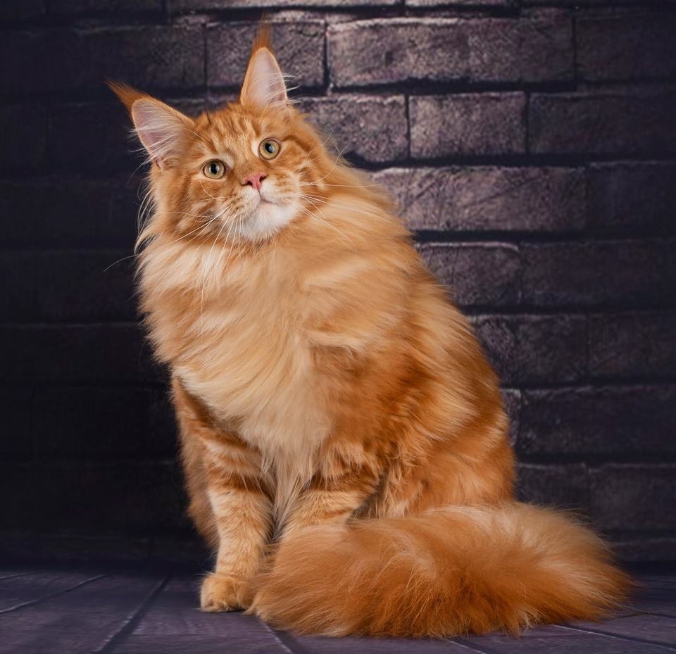 рыжий мейнкун кот фото
