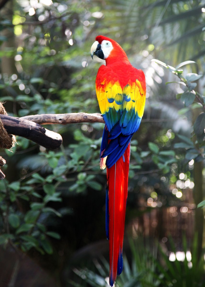 Большой цветной попугай. Попугай ара красный. Ара Макао. Красный ара Макао. Кубинский красный попугай ара.