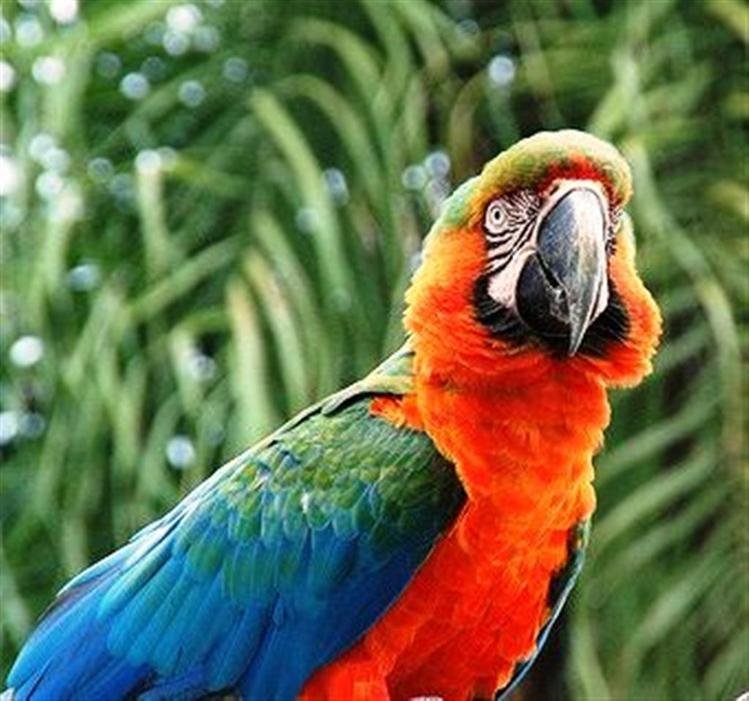 Говорящий попугай ара. Попугай ара зеленокрылый. Попугай породы ара. Капский попугай. Жёлто-зелёный доминиканский ара.