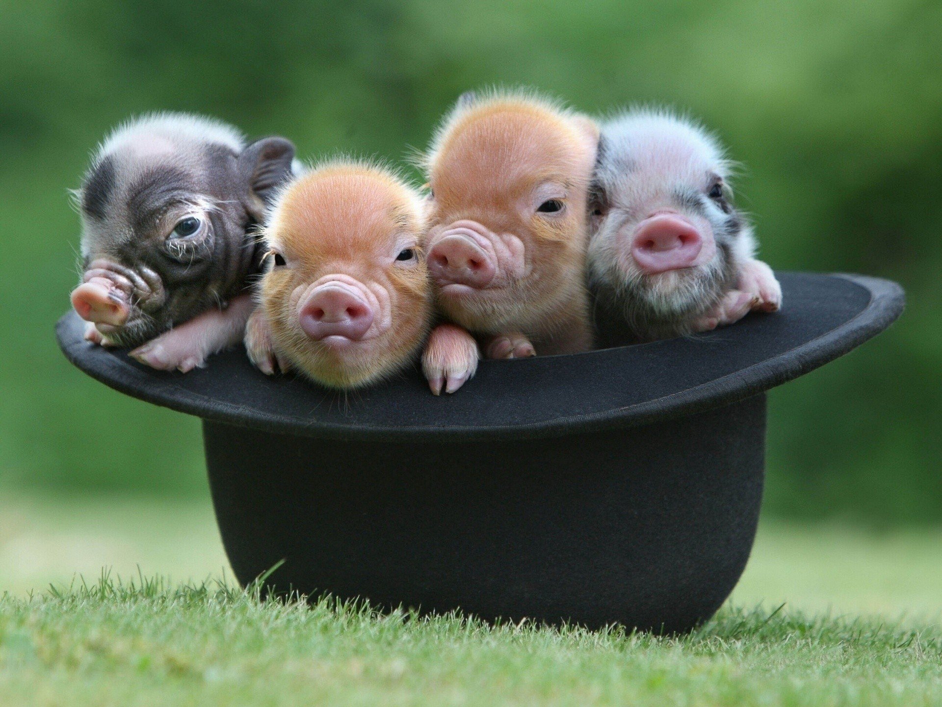 Смешные свинки картинки. Поросёнок мини Пиг. Свинка минипиг. Маленькие свинки Пигги. Вьетнамский минипиг.