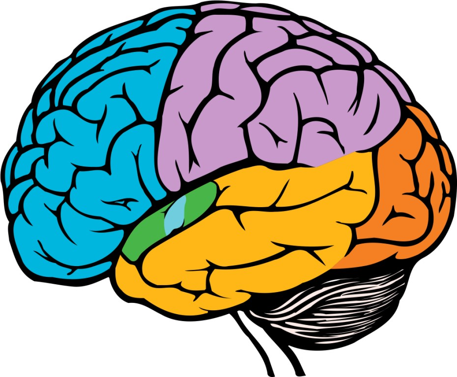 Brain 52. Мозг нарисованный. Мозг рисунок.