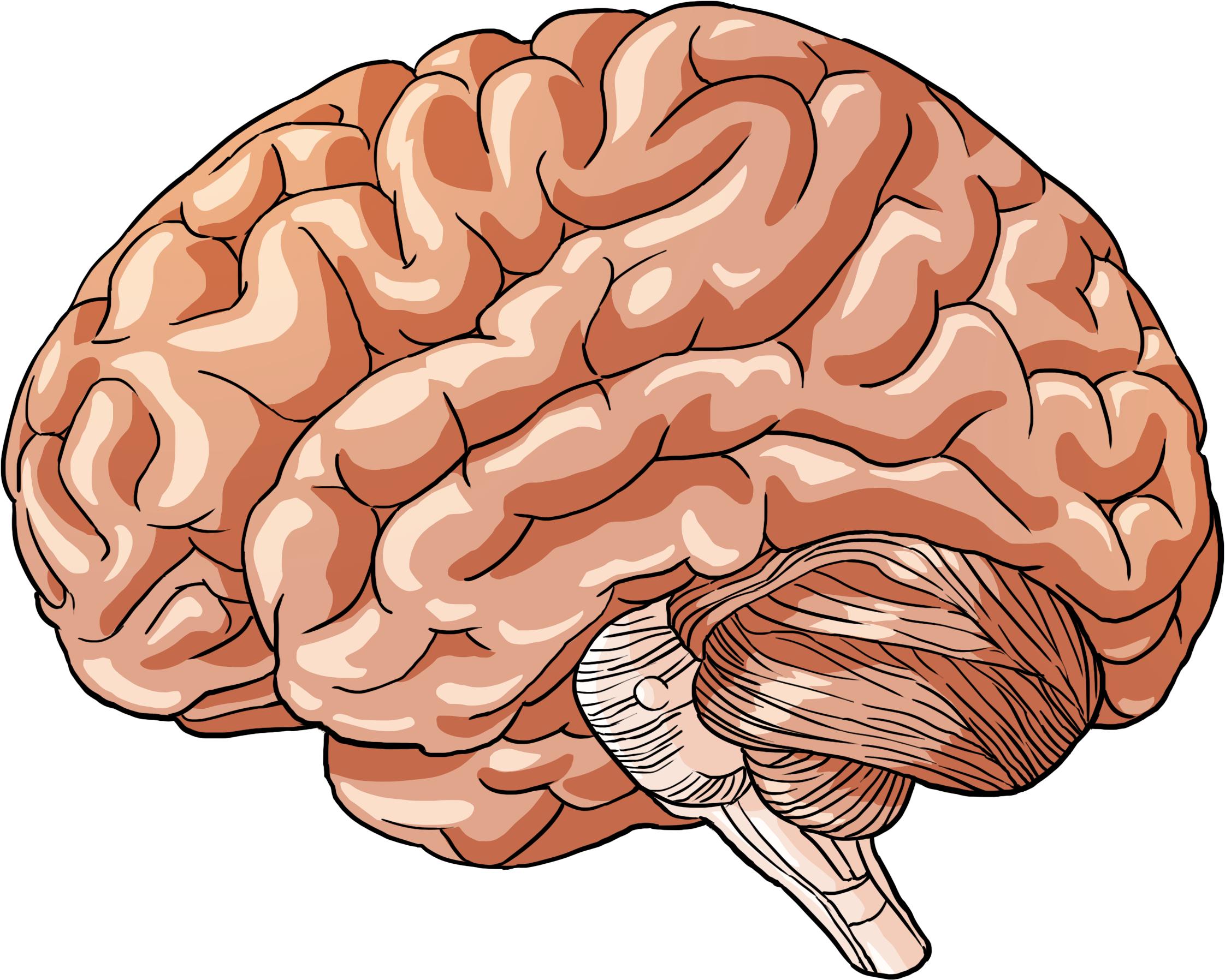 Мозг картинки для презентации. Мозг рисунок. Мозг нарисованный.