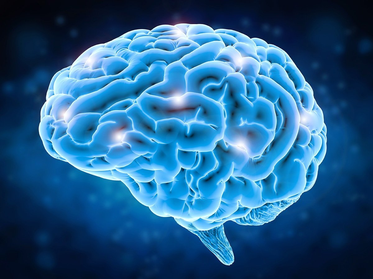 Видео про мозги. Головной мозг.