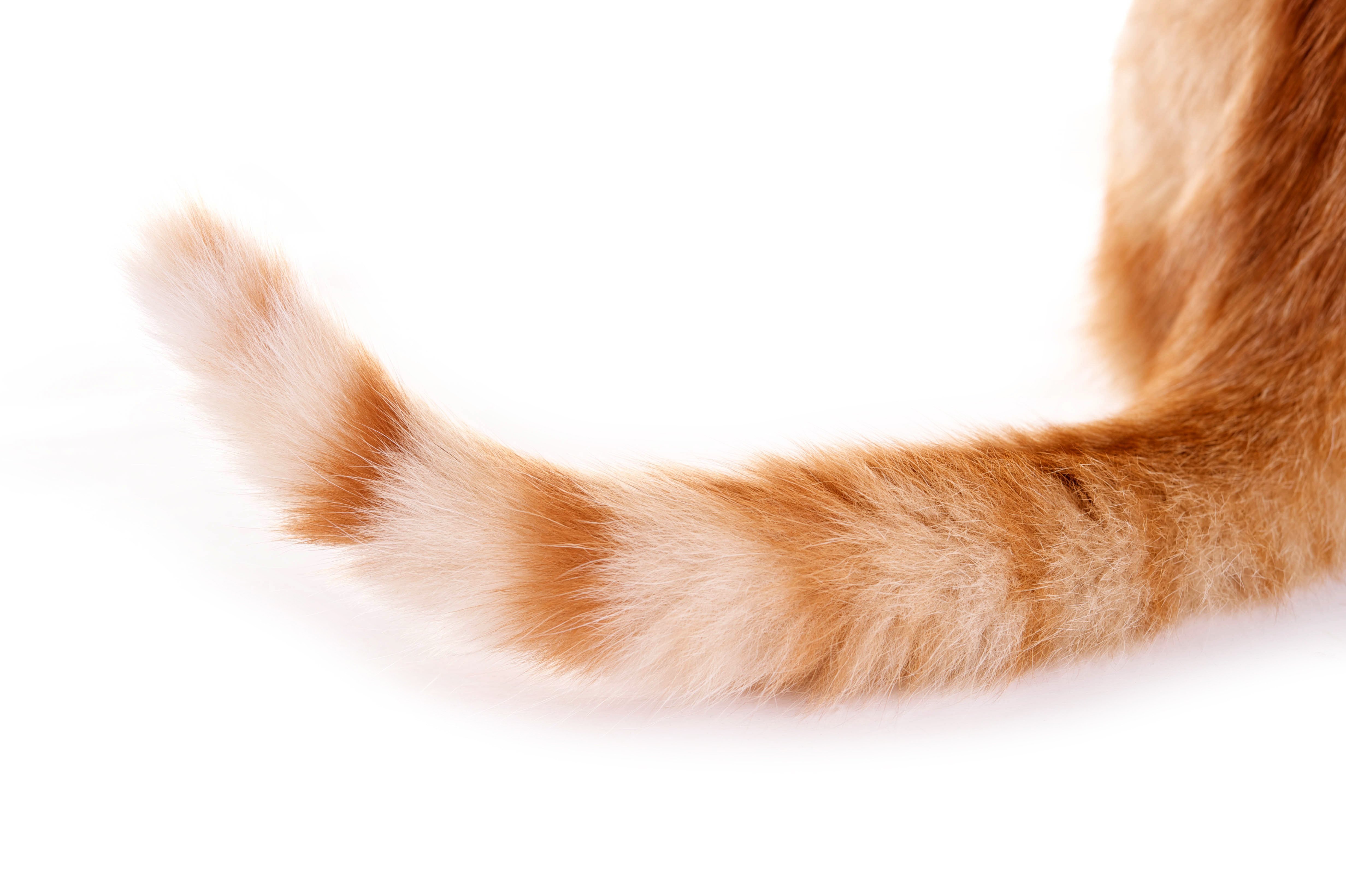 Хвост кота картинка. Кошачий хвост. Кот с хвостом. Хвостик кошечки. Хвостик без фона.