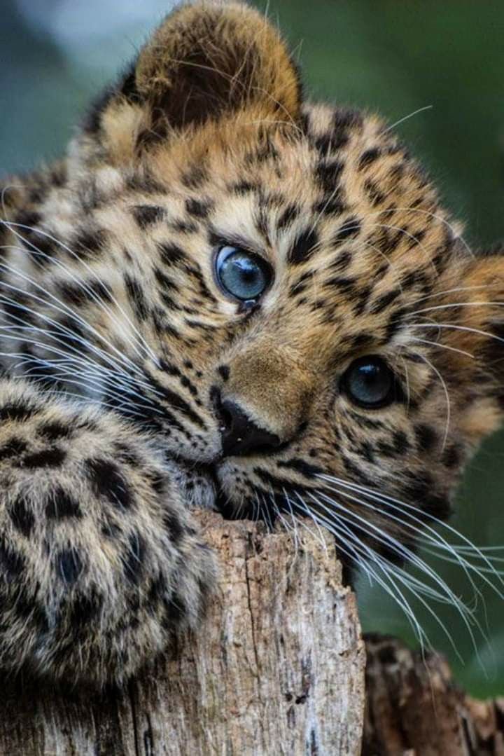 Показать любую фотографию. Дальневосточный леопард Детеныши. Дальневосточный леопард фото. Дальневосточный леопард маленький. Красивый живот.
