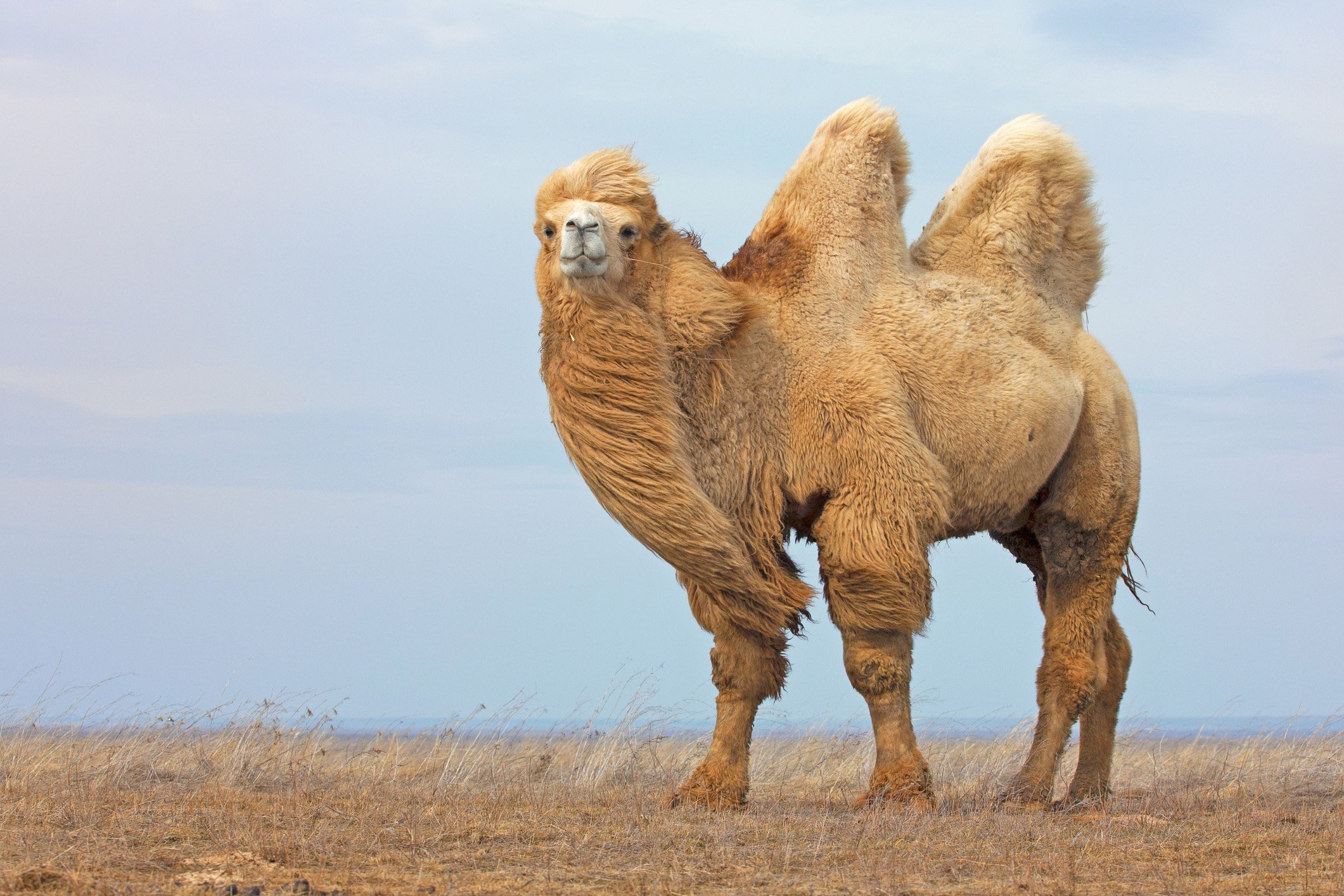 породы верблюдов с фотографиями и названиями