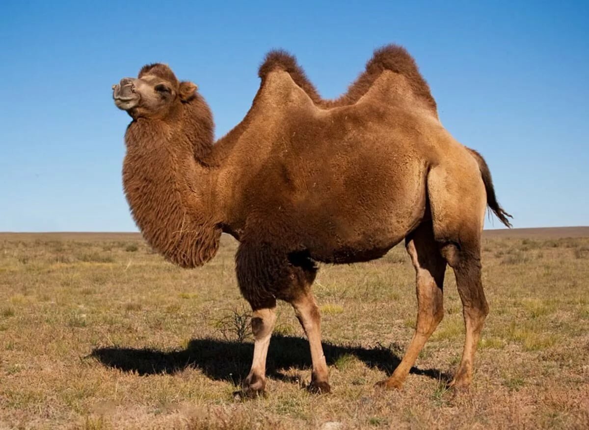 Верблюд метис 3 буквы. Двугорбый верблюд бактриан. Калмыцкий бактриан. Дикий верблюд Пржевальского. Двугорбый верблюд в Монголии.