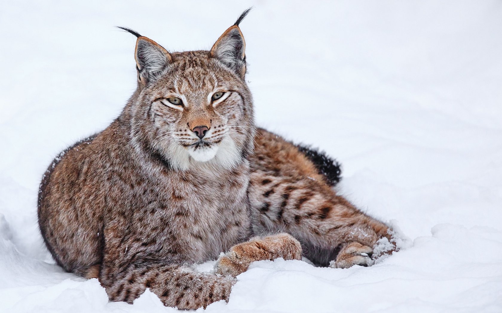 Фотографии рыси. Бобкэт Рысь. Lynx Рысь. Обыкновенная Рысь Lynx Lynx. Сибирская Рысь.