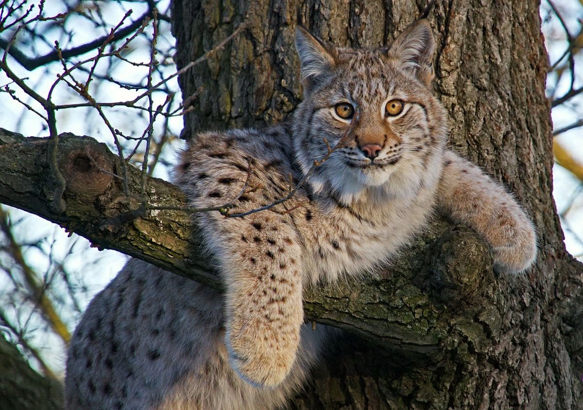 Рысь на дереве. Беловежская пуща Рысь. Рысь - Lynx Lynx (Linnaeus, 1758). Рысь в тайге. Сибирская Рысь.