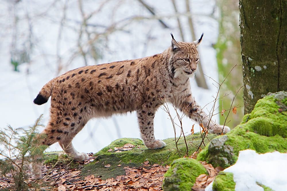 Пришли рыси. Рысь — Lynx Lynx. Рысь обыкновенная Lynx Lynx Linnaeus, 1758. Беловежская пуща Рысь. Кавказский заповедник Рысь.