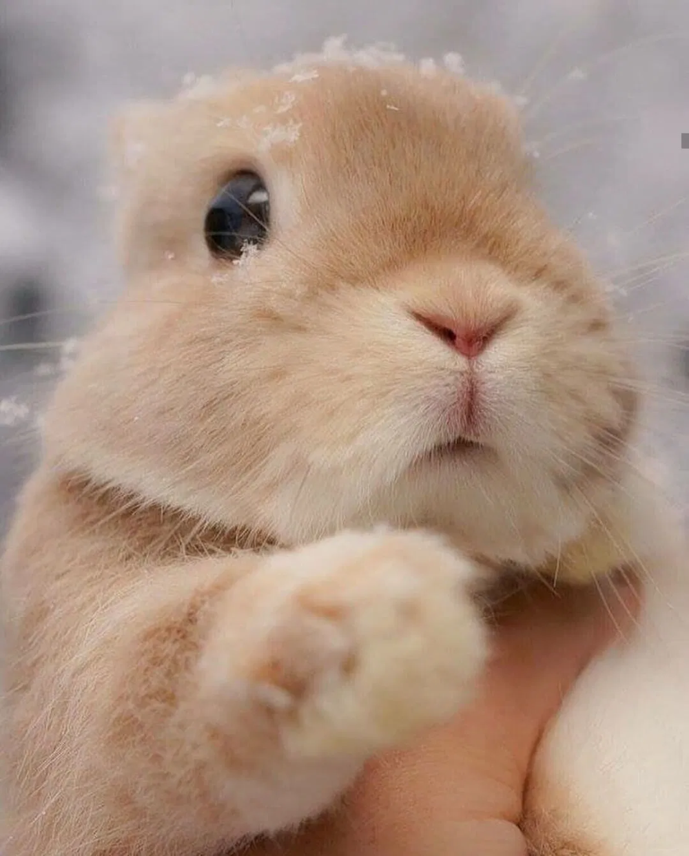 Милый кролик. Красивый зайчик. Очень милый кролик. Кролики милашки. Картинка милой зайки